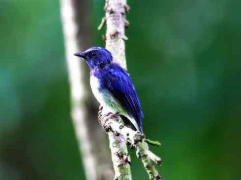 美丽无罪：雀鸟之仙鹟