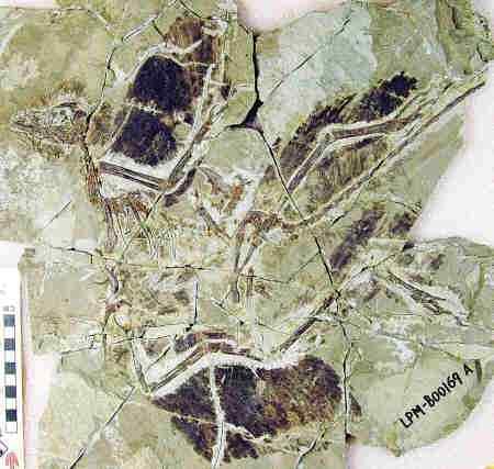 最古老的带毛恐龙