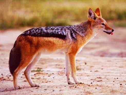 狈：传说的兽原型探秘（豺）