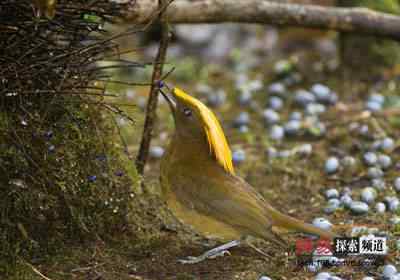 2006年度十大动物故事