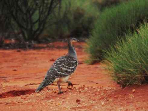 凤凰：传说中的鸟原型探秘（孔雀雉）