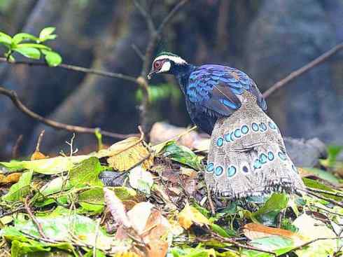 凤凰：传说中的鸟原型探秘（孔雀雉）