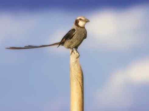 雀鸟也彪悍：四两拨千斤（王霸鹟）