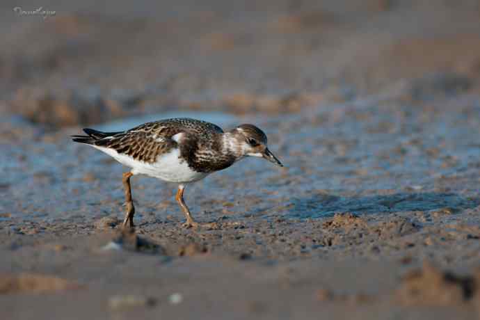 野鸭湖的秋天.翻石鹬 野鸭湖的秋天.翻石鹬