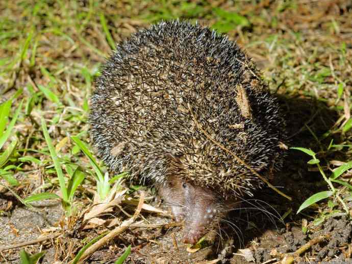 盘点十二大著名食蚁动物：土狼