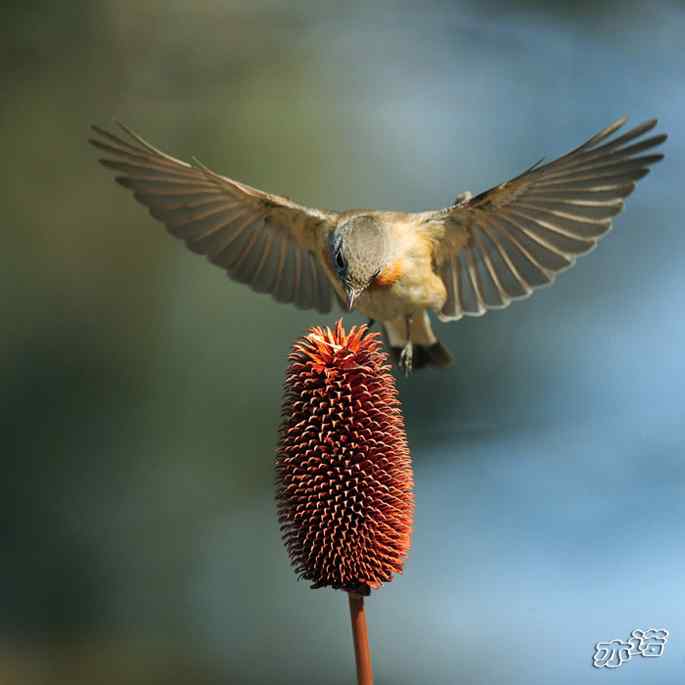 极其少见的红胸姬鹟 极其少见的红胸姬鹟