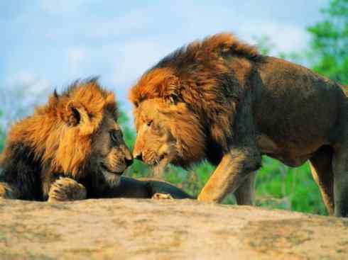 白虎：传说的兽原型探秘（孟加拉虎）