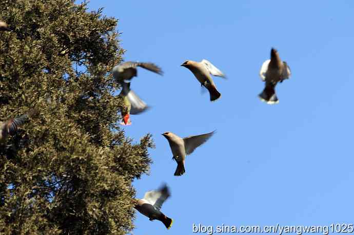 颐和园的收获（欢乐的太平鸟）2