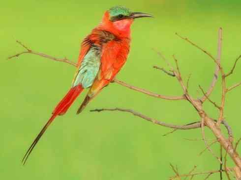 极品红色鸟类：红蜂虎