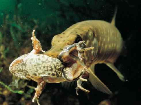 鱼类活化石：弓鳍鱼