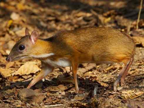 麒麟：传说的兽原型探秘（长颈鹿）