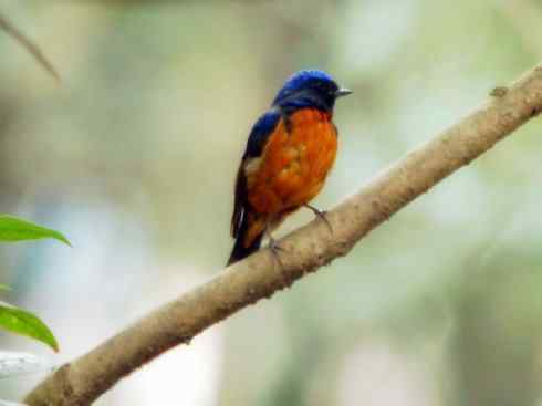 美丽无罪：雀鸟之仙鹟