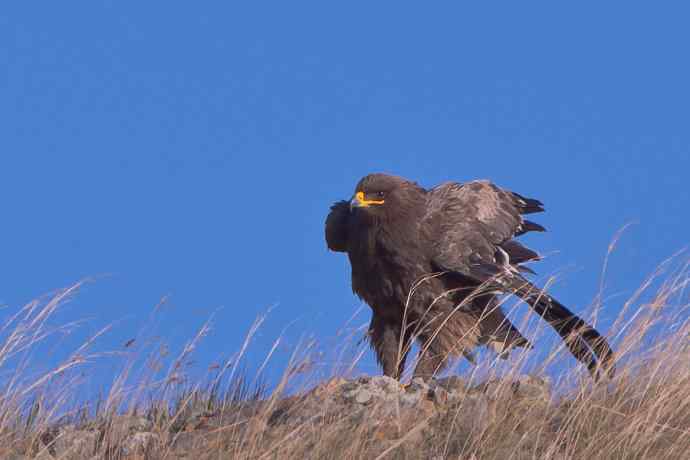 草原雕：摄于达里诺尔湖