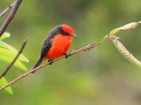 极品红色鸟类：朱红霸鶲