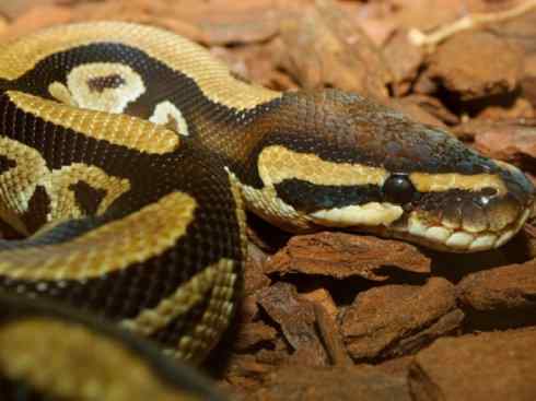 龙：传说的兽原型探秘（蟒蛇类）