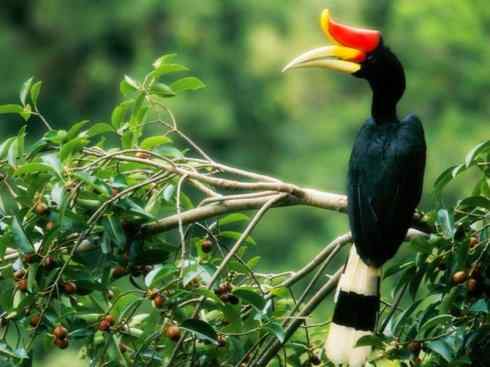 猎奇：奇特的鸟喙之三