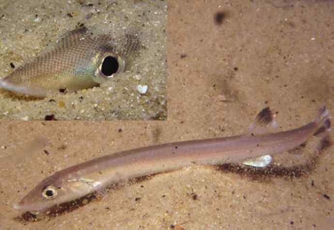 鱼类活化石：虱目鱼