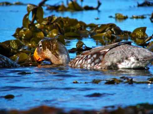 白头鸟系列:另类的美丽9 白头鸟系列:另类的美丽9