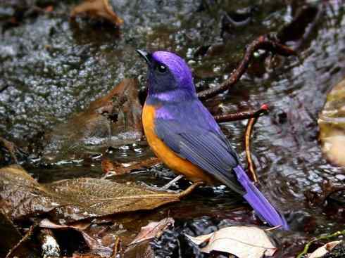 美丽无罪：雀鸟之仙鹟