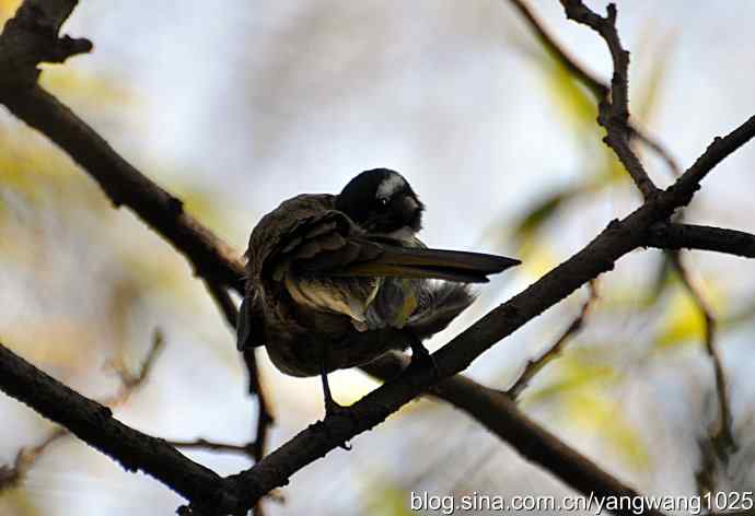 5~6级风中的白头鹎 5~6级风中的白头鹎