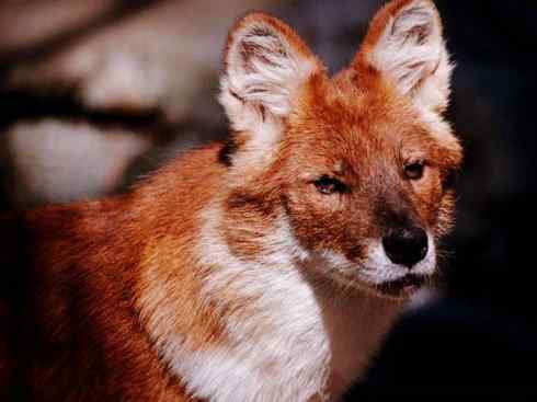 鸟类飞行起源揭谜