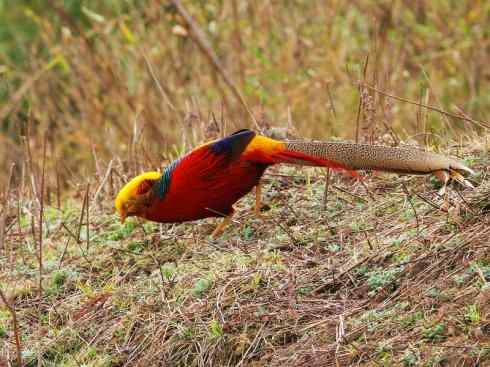 凤凰：传说中的鸟原型探秘（锦鸡）