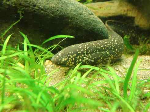 鱼类活化石：美洲肺鱼