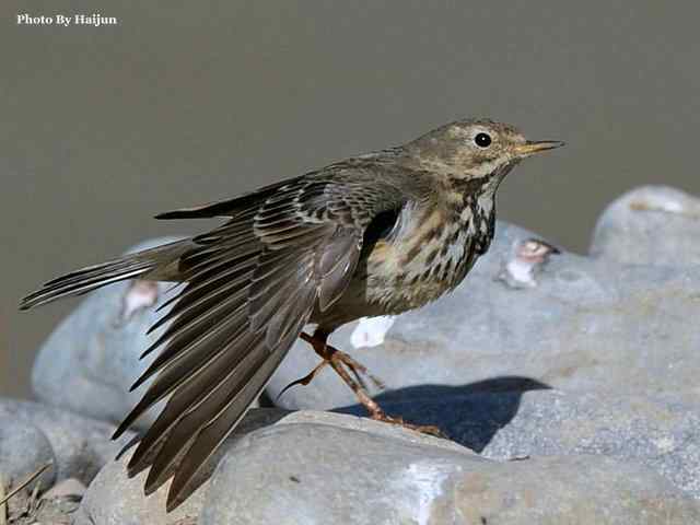 猎艳(红尾水鸲与白顶溪鸲) 猎艳(红尾水鸲与白顶溪鸲)