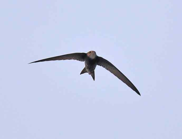 吉祥京燕语呢喃——北京雨燕