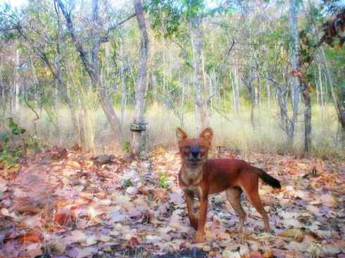 狈：传说的兽原型探秘（豺）