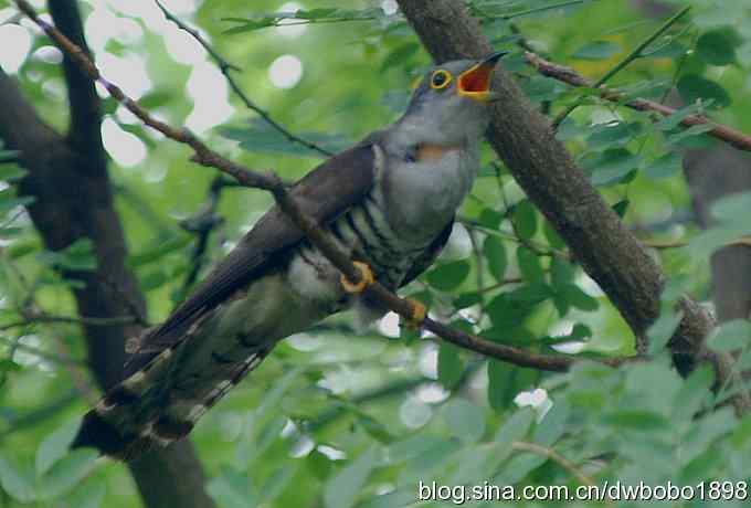 夏日欢鸣的四声杜鹃