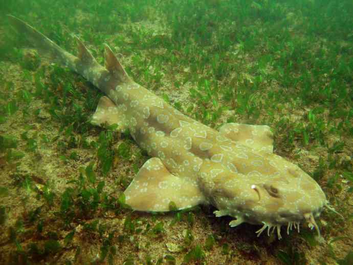 鱼类活化石：魔鬼鲨