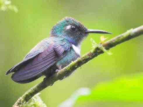 猎奇：奇特的鸟喙之九