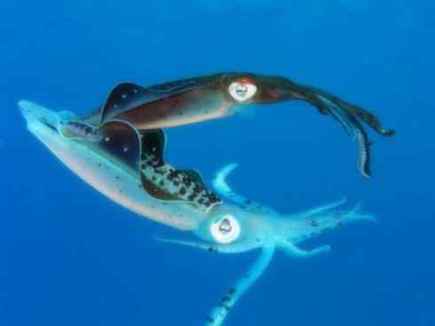 自然奇观：动物大迁徙(乌贼）