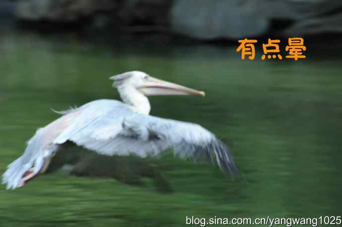 舞（大鹈鹕之舞）