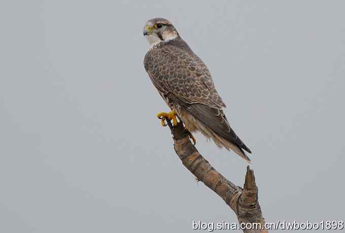 猎隼：国保二级猛禽