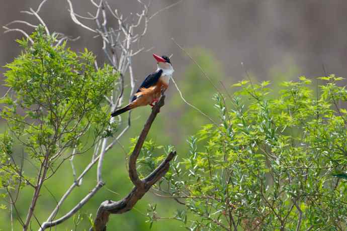蓝翠黑卷儿和北红
