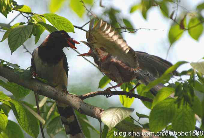 红嘴蓝鹊和它的宝宝