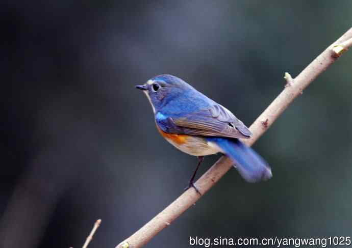 雄性红胁蓝尾鸲（1）