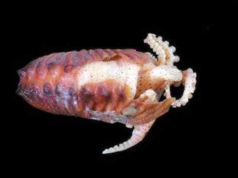 自然奇观：动物大迁徙(乌贼）