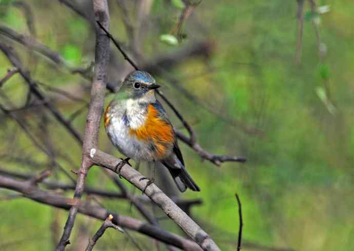 雄性红胁蓝尾鸲（7）