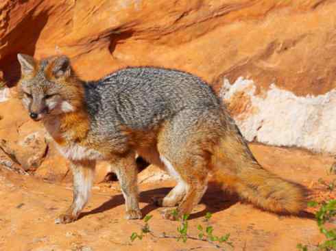 犬科：狐亚科灰狐属之灰狐、岛屿灰狐