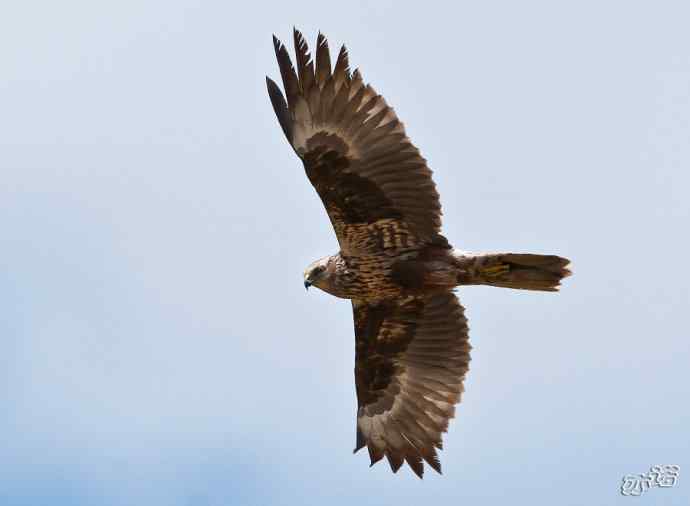 官厅水库 wbr路 wbr白腹鹞 官厅水库 wbr路 wbr白腹鹞