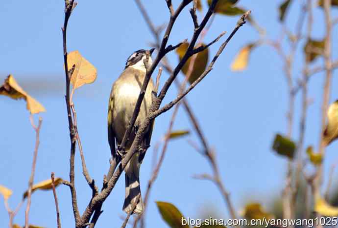 5~6级风中的白头鹎 5~6级风中的白头鹎