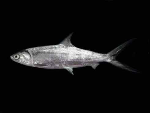 鱼类活化石：虱目鱼