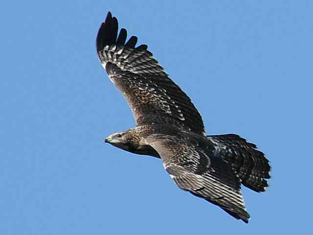 望京楼观赏猛禽迁徙