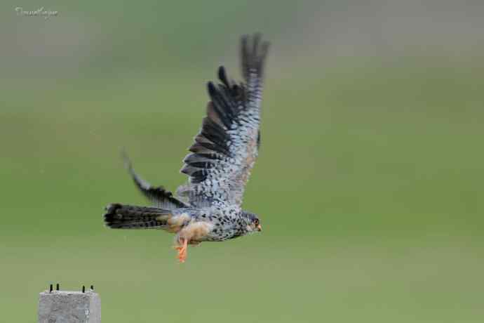 【综合】草原猛禽