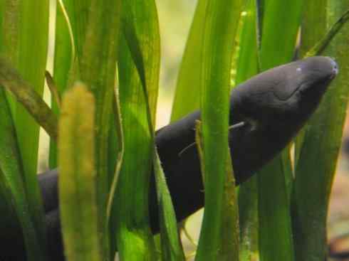 鱼类活化石：美洲肺鱼