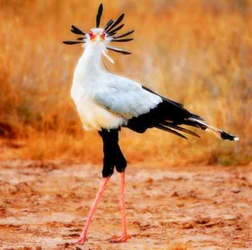 猎奇：十大奇异鸟类之三