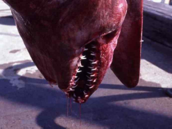 鱼类活化石：魔鬼鲨